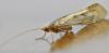 Limnephilus flavicornis